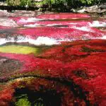 Le Caño Cristales : la rivière aux cinq couleurs en Colombie