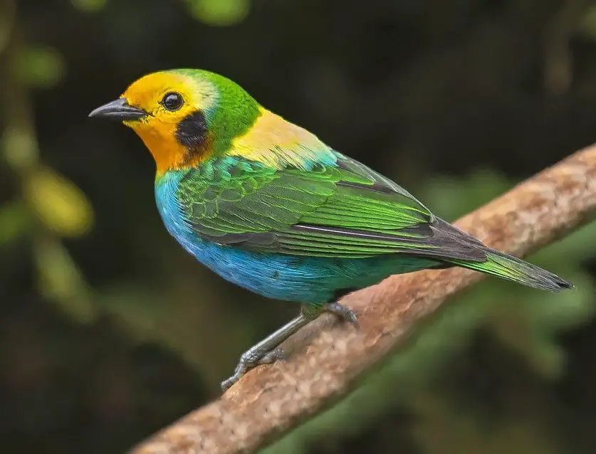 Colombie : « the place to be » pour observer les oiseaux