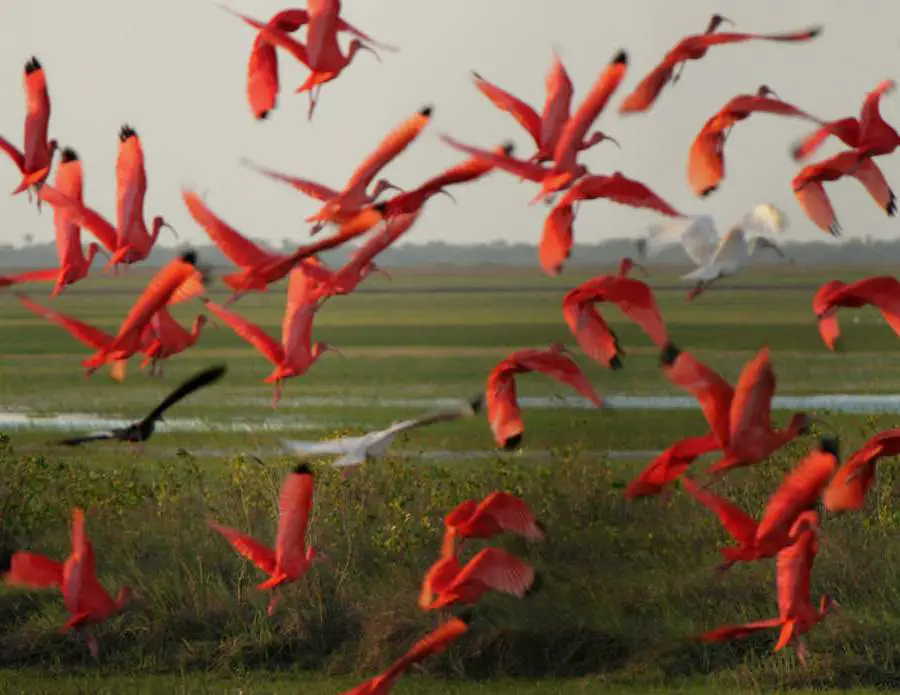 Observation des oiseaux dans les Llanos orientales en Colombie