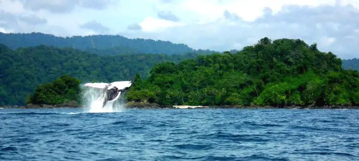 Observation des baleines dans la région du Choco, en Colombie