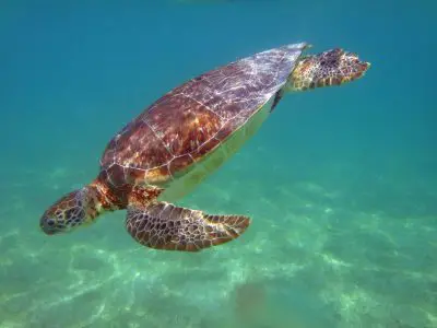 Akumal : la baie des tortues au large du Mexique