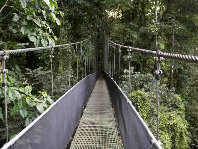 Faune au Costa Rica : Un pays à la faune diverse et variée