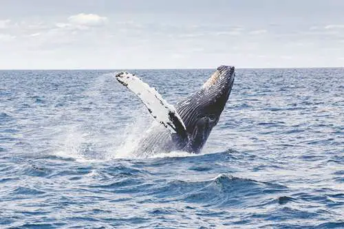 l’Observation des baleines au Mexique