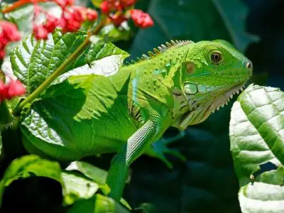 L’Iguane Vert : L’animal emblématique du Costa Rica