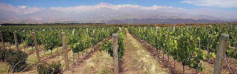 Vin d'Argentine : régions et cépages