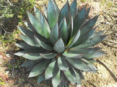 L’agave : une plante précieuse du Mexique