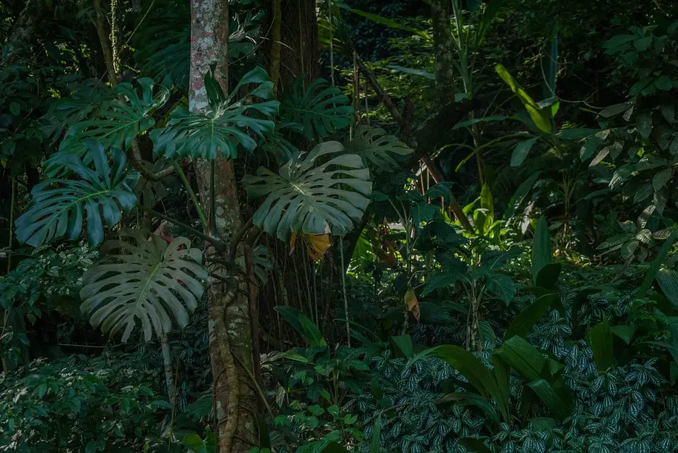 La forêt de Tijuca