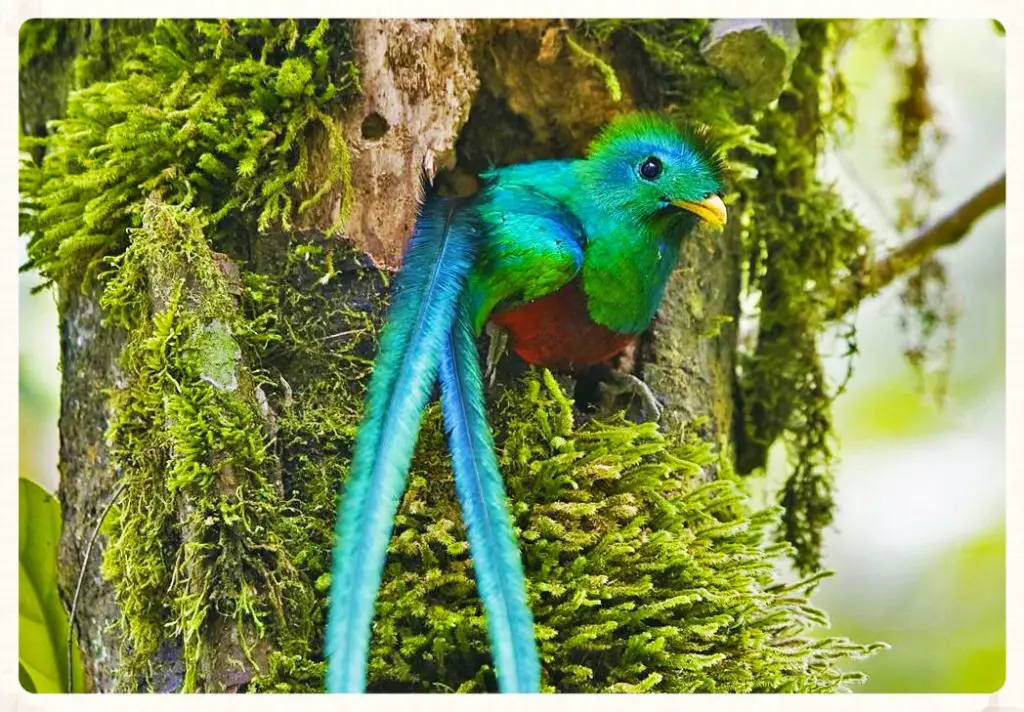 Le quetzal resplendissant