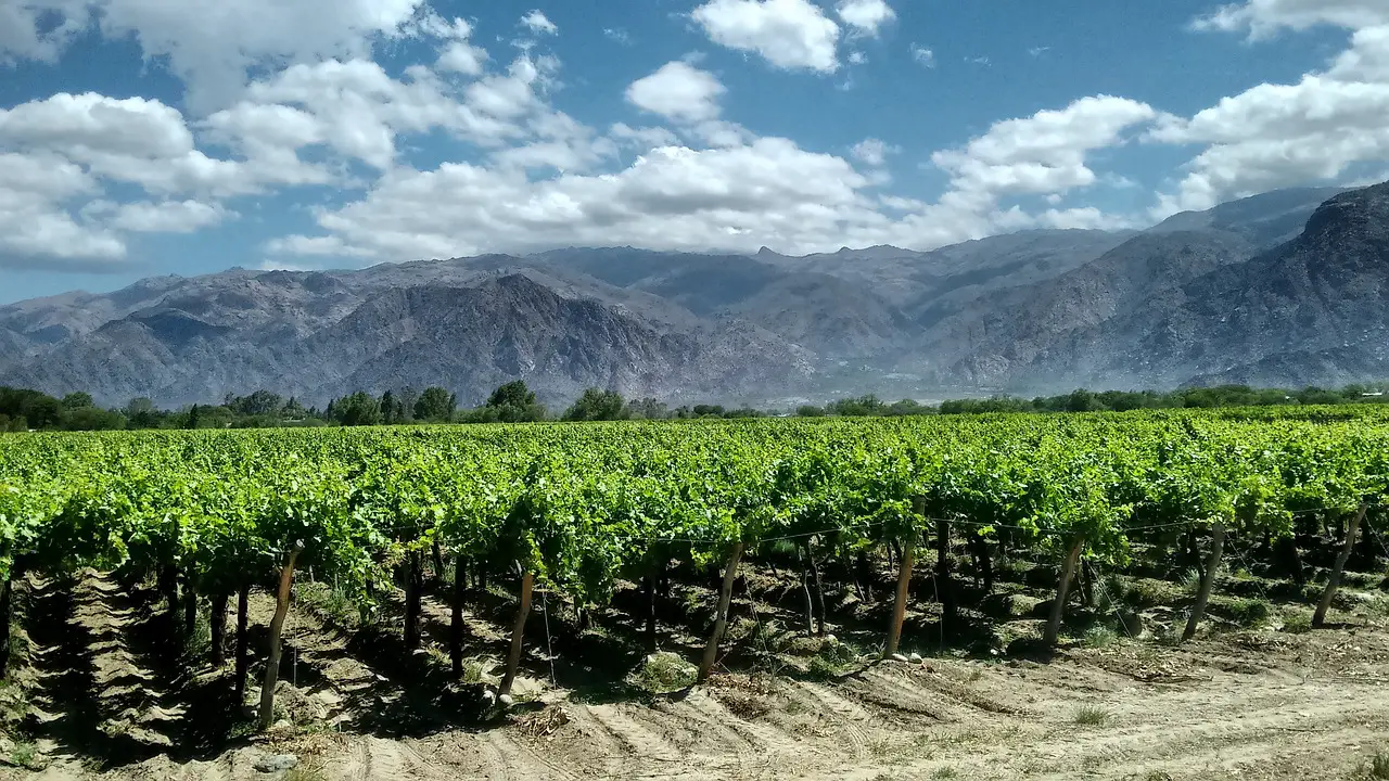 L’Argentine et le vin, une histoire vieille de cinq siècles
