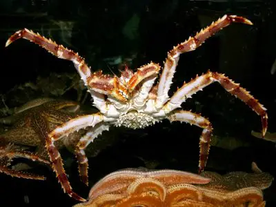 Le crabe royal de Patagonie : tout savoir sur cet incroyable animal