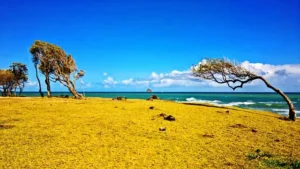 climat de la Guadeloupe :
