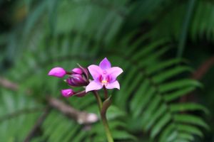 beaux jardins de la Guadeloupe